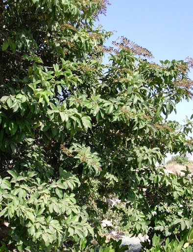 Dialium guineense (Velvet Tamarind)